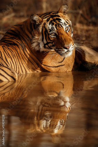 Tiger in the nature habitat. Tiger male resting in the waterhole. Wildlife scene with danger animal. Hot summer in Rajasthan, India. Dry trees with beautiful indian tiger, Panthera tigris