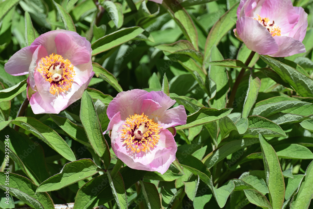 Paeonia lactiflora, also known as Chinese peony or common garden peony. Beautiful pink flowers between green leaves.