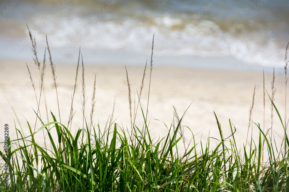 High grass, sea and beach in the background