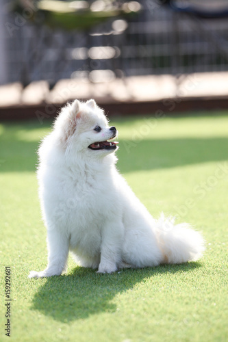 귀여운 강아지의 놀이터