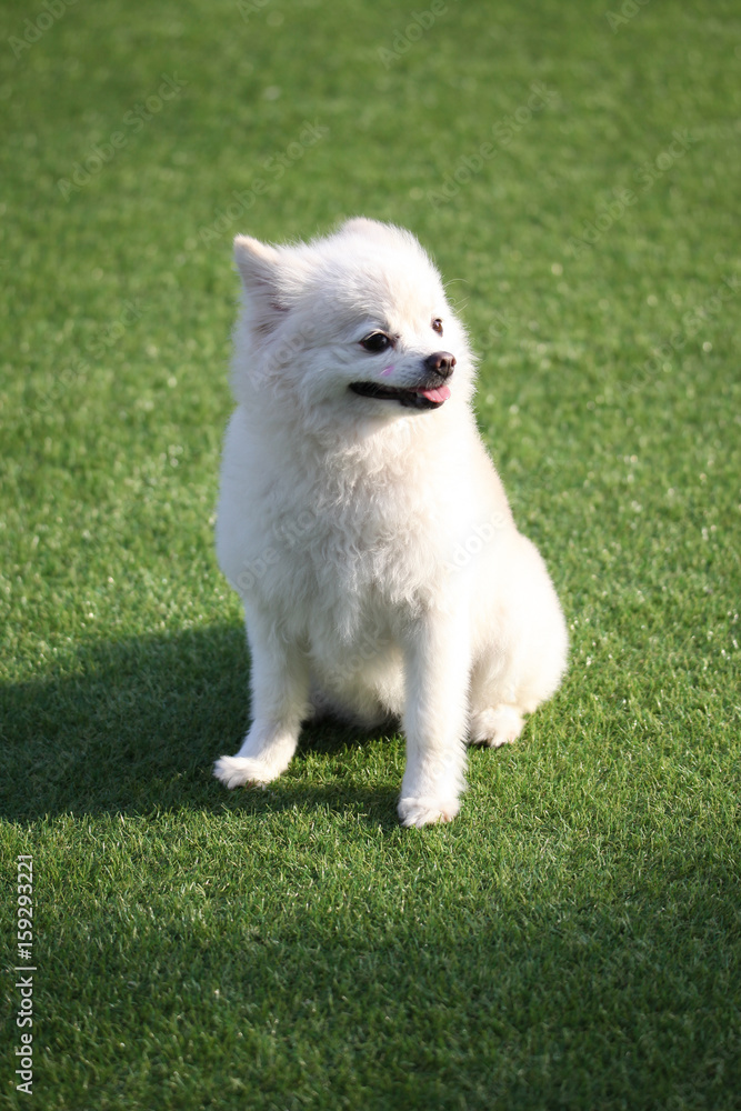 Fototapeta premium Fun puppies in a private playground