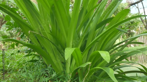 Crinum asiaticum,Crinum Lily leaves photo