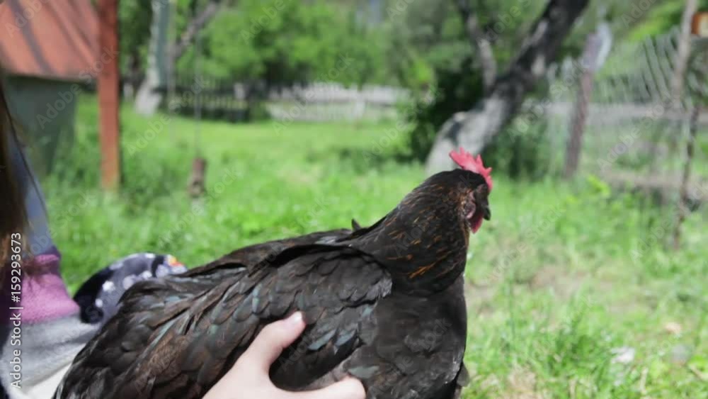custom made wallpaper toronto digitalThe chicken in the hands. Keeps his head in balance. Stabilizer of the chicken head.