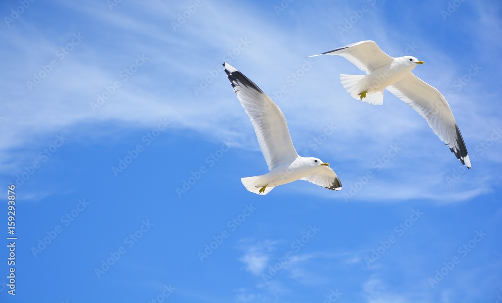 Fototapeta premium Zwei Seemöwen am Himmel am Atlantik oder an der Nordsee Ocean sea. 