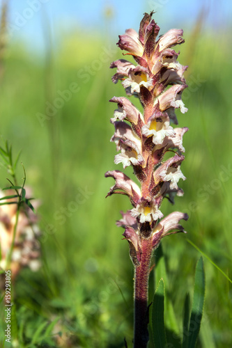 broomrape orobanche on a green plants background   photo