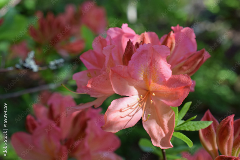 Rhododendron molle japonicum, beautiful pink flowers Rhododendron molle japonicum, beautiful pink flowers