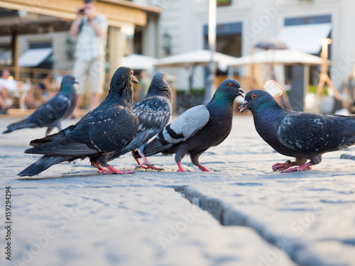 pigeons eating bread