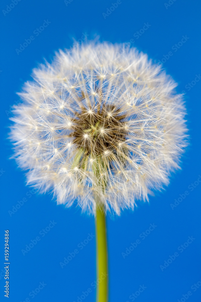 White dandelion flower isolated on blue background