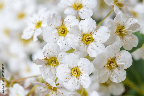 Beautiful white flowers on a tree close up