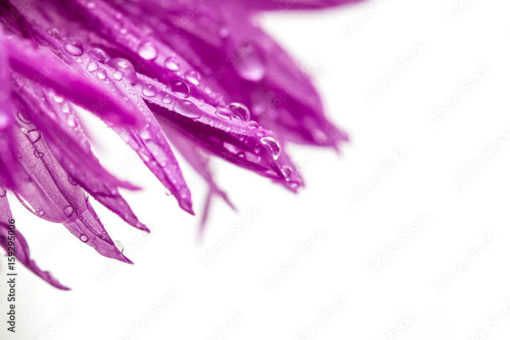 Purple flower petals with water drops with copy space Purple flower petals with water drops with copy space