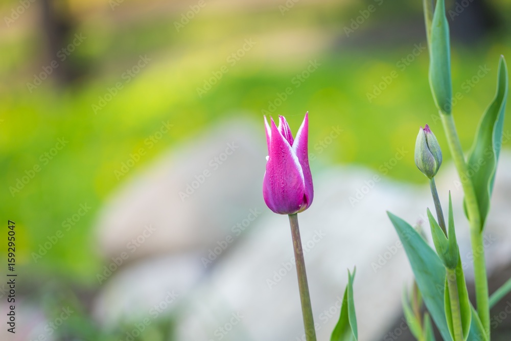 Beautiful spring tulips blooming Beautiful spring tulips blooming