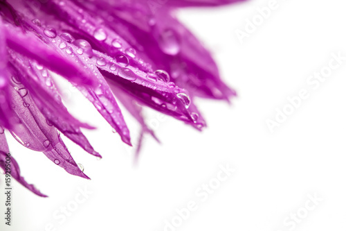 Purple flower petals with water drops with copy space