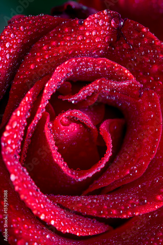 Red rose with wet petals close up