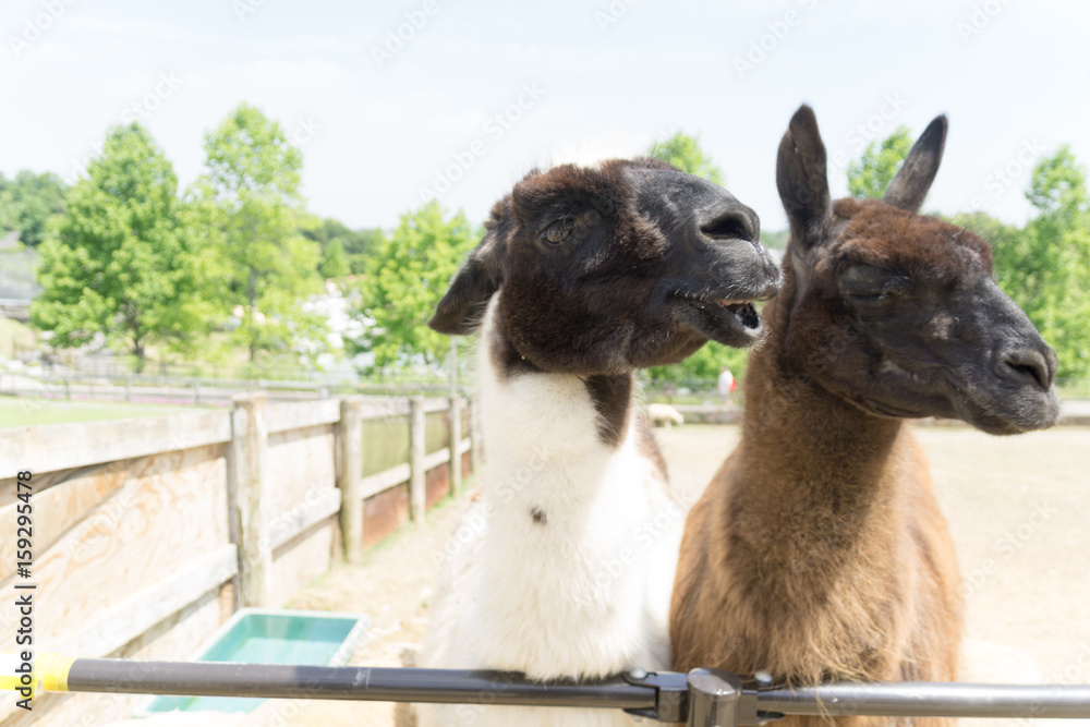 Obraz premium llama