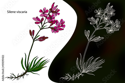 Silene viscaria, the sticky catchfly or clammy campion. Vector illustration
