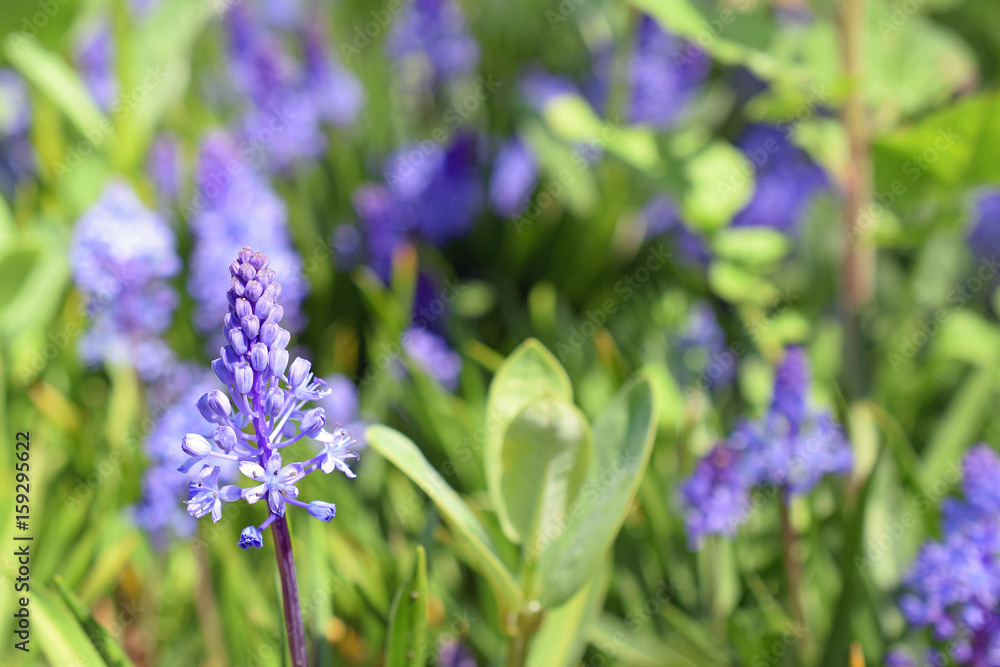 Fototapeta premium Beautiful blue flower with room for text. Focus on left foreground.