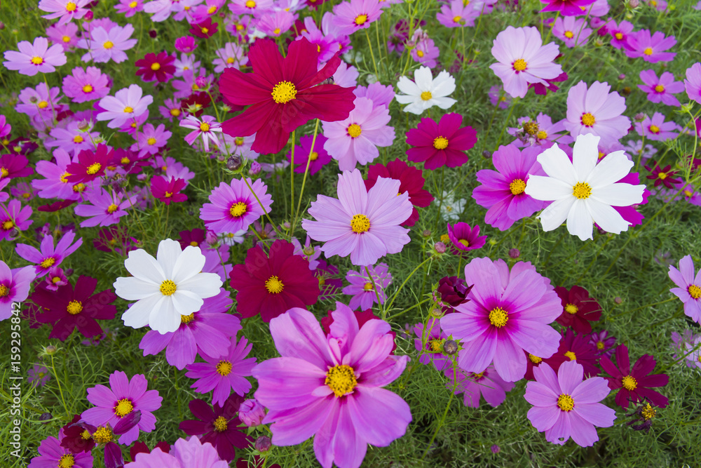 Colorful cosmos field Colorful cosmos field