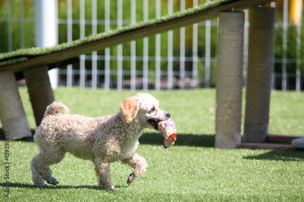 Fun puppies in a private playground
Fun puppies in a private playground