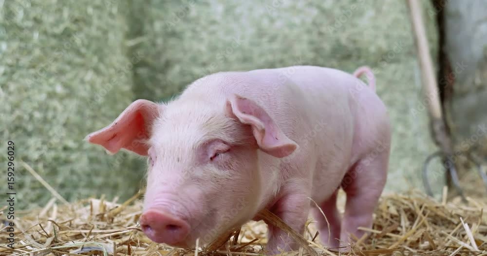 A piglet newborn standing on a straw in the farm. concept of biological , animal health , friendship , love of nature . vegan and vegetarian style . respect for animals. A piglet newborn standing on a straw in the farm. concept of biological , animal health , friendship , love of nature . vegan and vegetarian style . respect for animals.