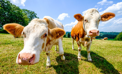 cow