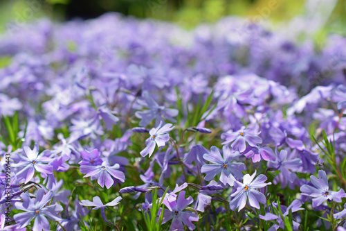 Phlox subulata  also known as creeping  moss or mountain phlox. 