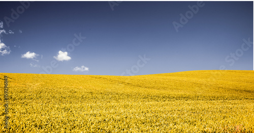 Kornfeld
