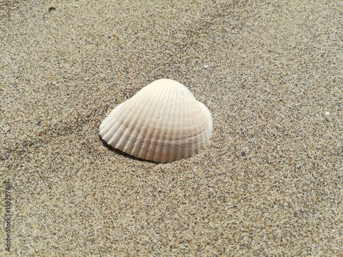 Shell on the sand of the beach, macro photo