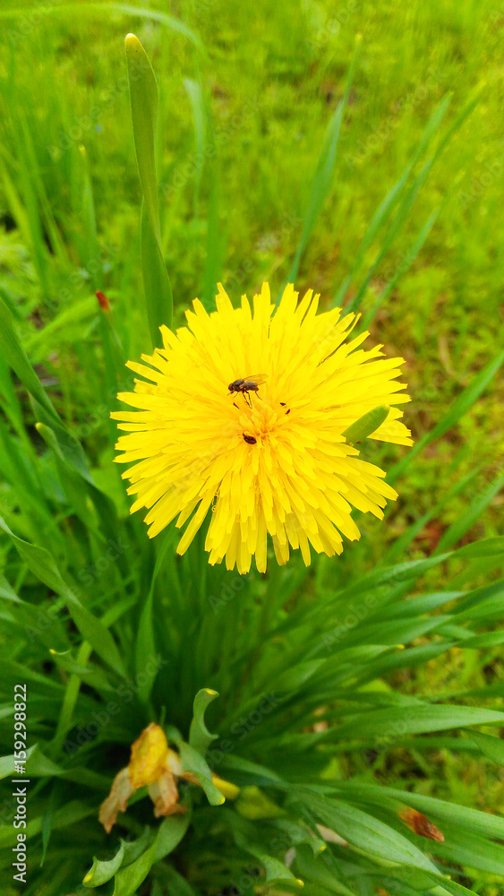 insects on a flowering dandelion close up insects on a flowering dandelion close up