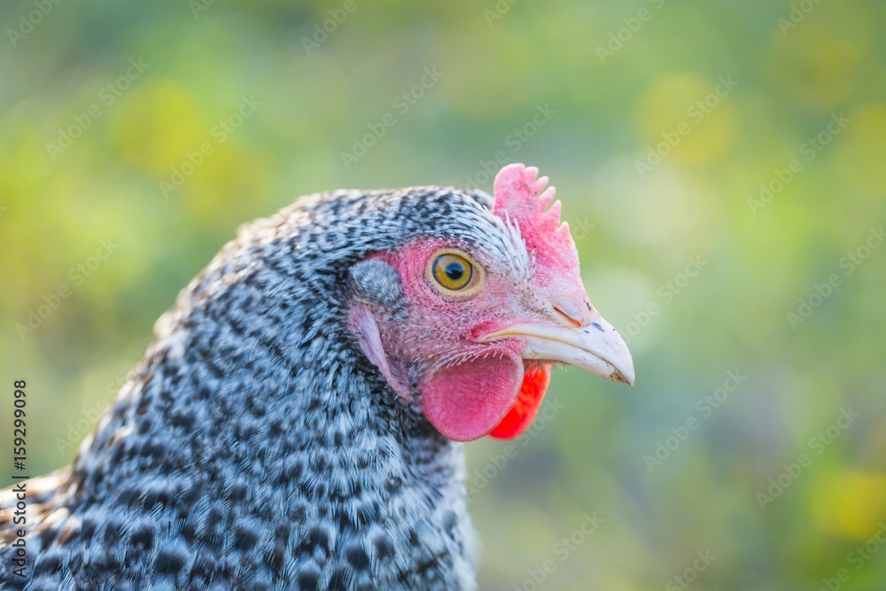 Close up of hen face