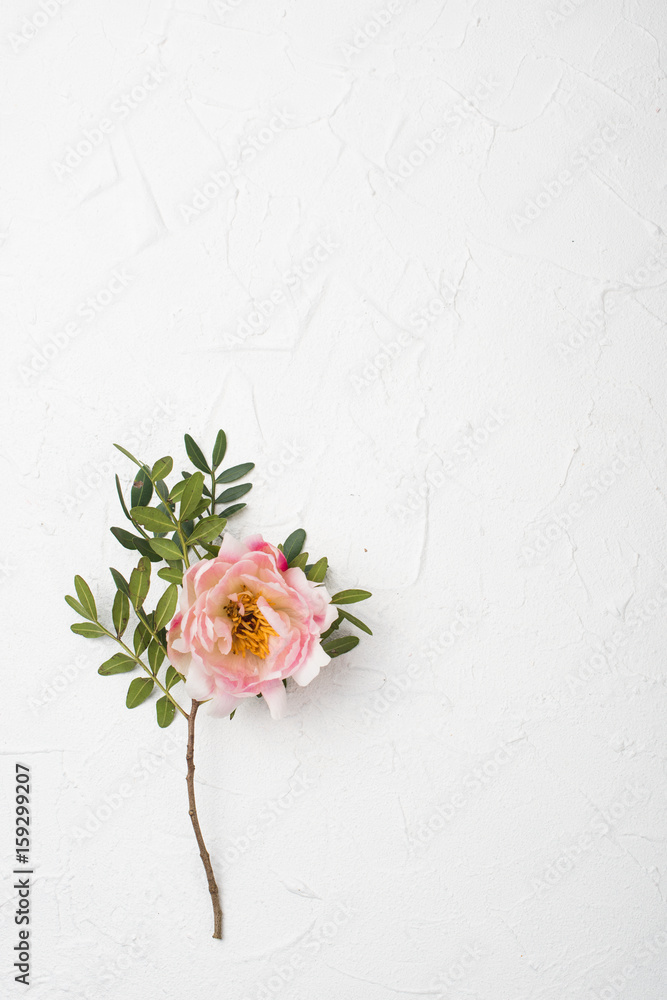 pink peony flower on white textured background