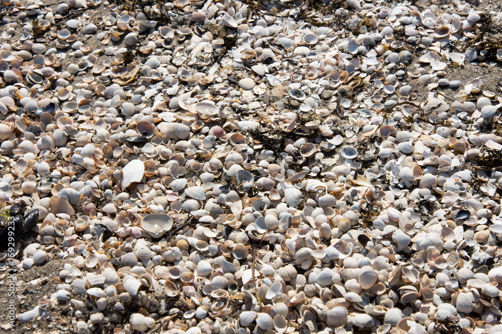 angespülte Muscheln am Strand angespülte Muscheln am Strand