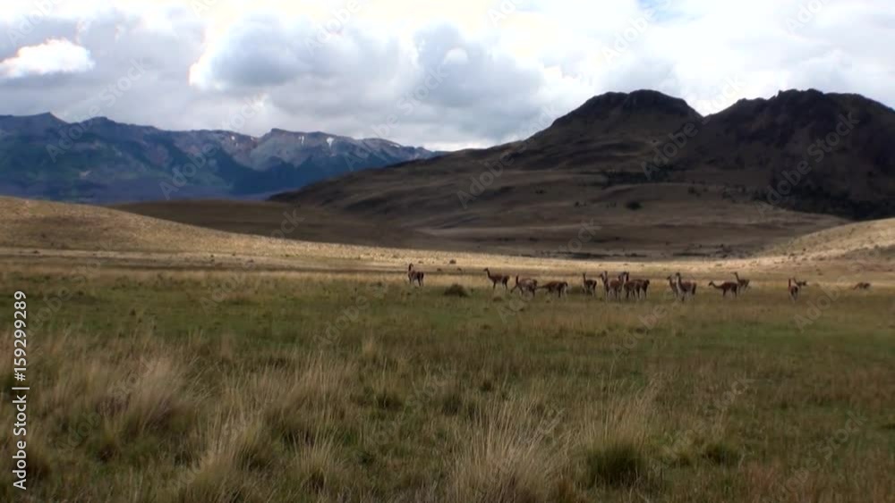 Guanaco lama exotic mammal wild animal in Andes mountains of Patagonia. Pasture of herbivores in wildlife in Tierra del Fuego. Guanaco lama exotic mammal wild animal in Andes mountains of Patagonia. Pasture of herbivores in wildlife in Tierra del Fuego.