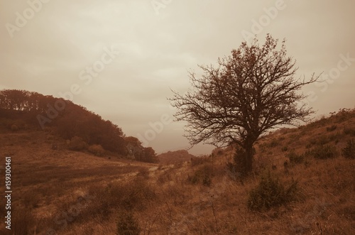 vintage style sepia landscape with tree