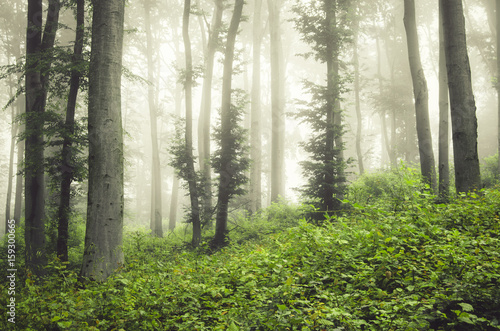 green forest vegetation on misty summer day