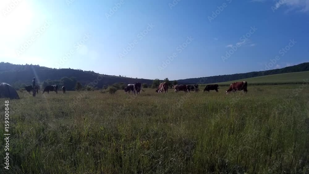 Cows grazing in a meadow Zbruch river, Podilski, Tovtry, Podolian, Avratinian Upland Dniester Khmelnytskyi Ukraine june 2017. Cows grazing in a meadow Zbruch river, Podilski, Tovtry, Podolian, Avratinian Upland Dniester Khmelnytskyi Ukraine june 2017.
