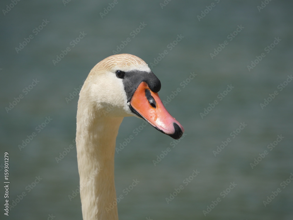 portrait of a swan portrait of a swan