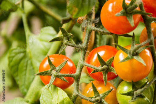 Rispen Tomaten Großaufnahme photo