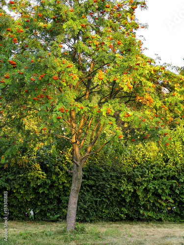 Productive tree of rowan. Clusters of orange berries of rowan tree in garden city