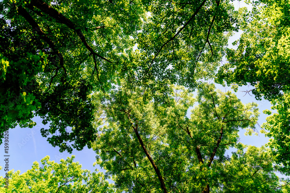Fototapeta premium Tree Branches And Leaves On Summer Blue Sky