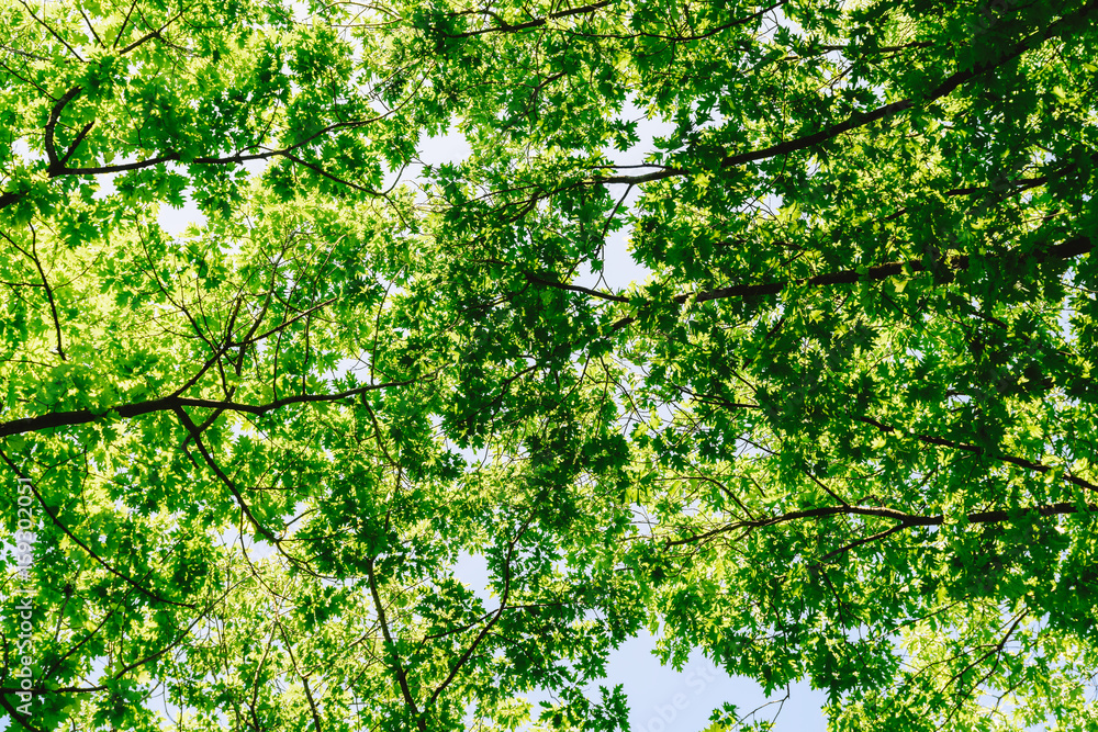 Fototapeta premium Tree Branches And Leaves On Summer Blue Sky
