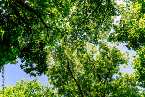 Tree Branches And Leaves On Summer Blue Sky