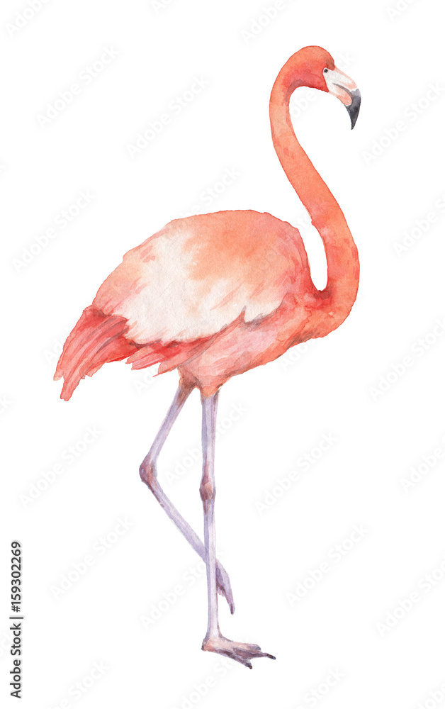 Fototapeta Akwarela różowe flamingi na białym tle na białym tle.