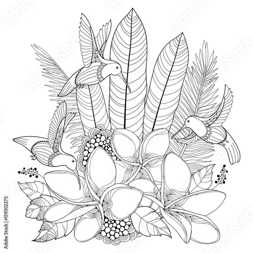 Vector flying Hummingbird or Colibri, Plumeria flowers and palm leaf in contour style isolated on white background. Outline tropical bird and ornate exotic flower for summer design and coloring book.