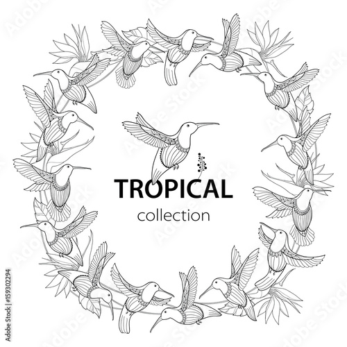 Vector round composition with flying Hummingbird or Colibri and Strelitzia reginae in contour style isolated on white. Outline tropical bird and exotic flower for summer design and coloring page. 