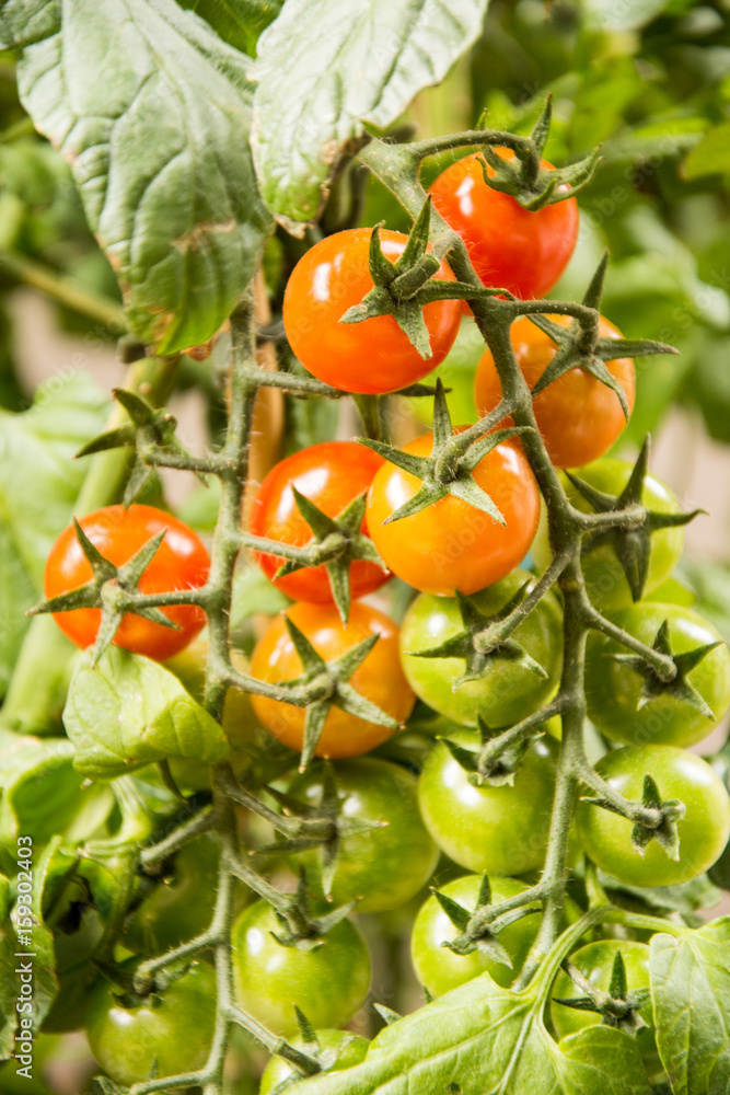 Rispen Tomaten am Strauch reif und unreif rot grün