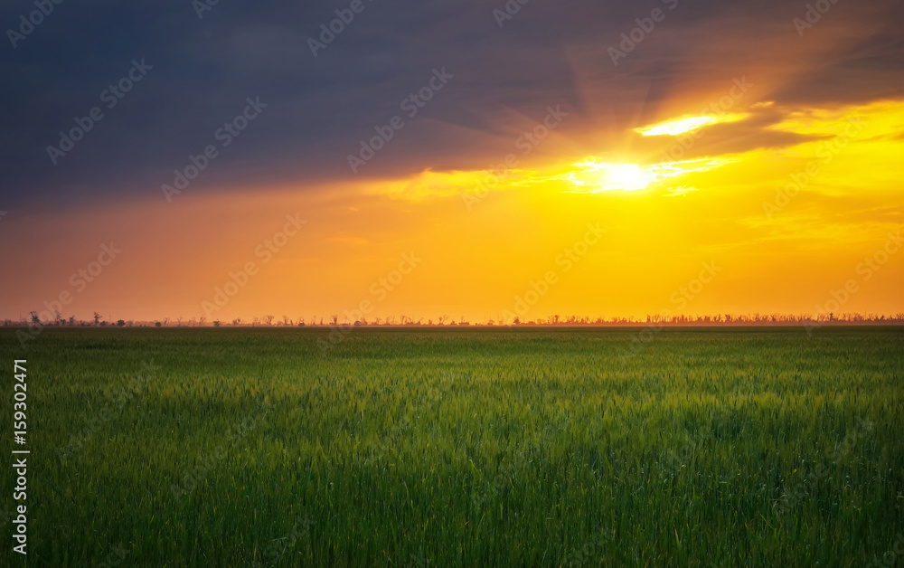 Bright sunset over wheat field. Composition of nature Bright sunset over wheat field. Composition of nature