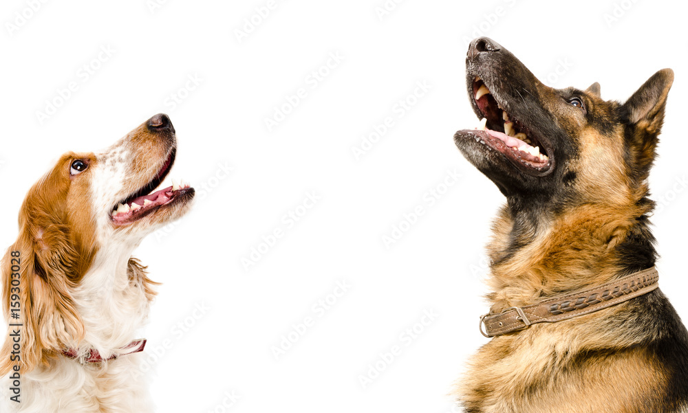 Obraz premium Portrait of a Russian spaniel and a German shepherd looking up, isolated on a white background