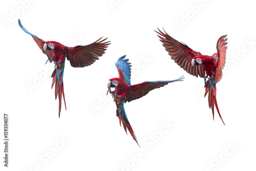 Green winged Macaw flying on white background