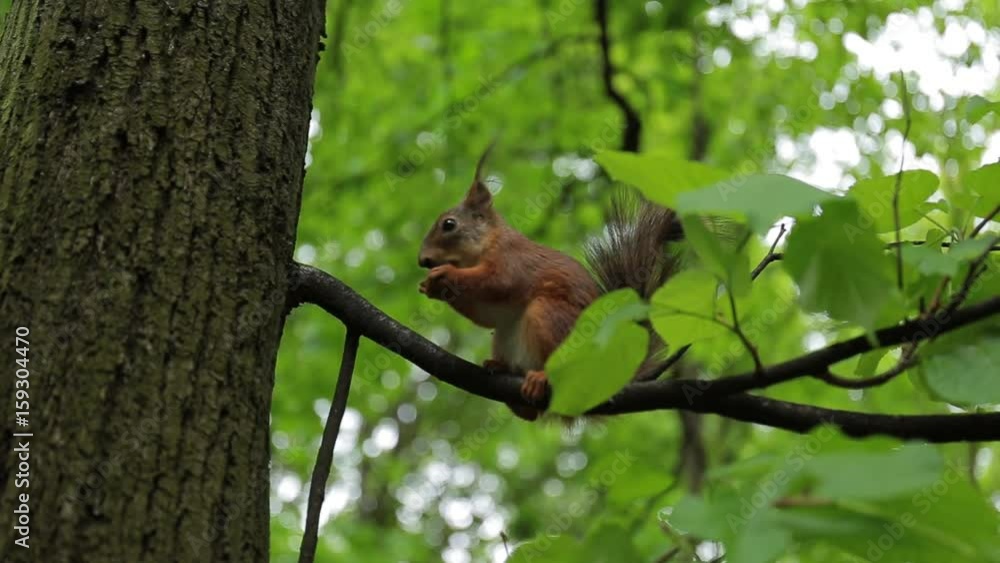 Red Squirrel Eats a Nut on tree. the Action in Real Time. Red Squirrel Eats a Nut on tree. the Action in Real Time.