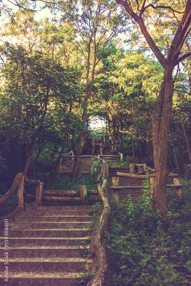 wood stairs in a forest